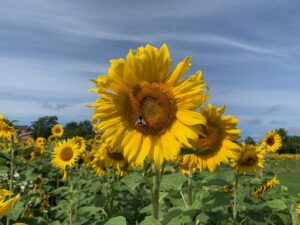 Närbild av solrosor på en åker,med en stor gul solros i förgrunden och fler solrosor samt grönska i bakgrunden under blå himmel.