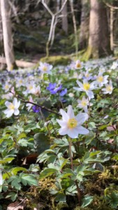 Närbild av vitsippor och blåsippor som växer tätt på en skogsbädd med grön växtlighet. I bakgrunden syns trädstammar i ljus skogsmiljö.