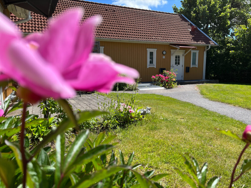 Närbild på en rosa blomma i förgrunden med ett gult hus och grön trädgård suddigt i bakgrunden.