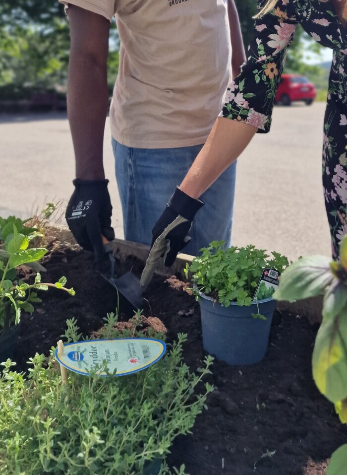 Personer planterar växter i krukor utomhus