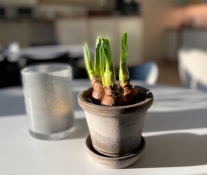 Liten grön växt i kruka på ett bord i solljus. Bakgrunden är suddig och visar en kopp och inredning i ljus inomhusmiljö.